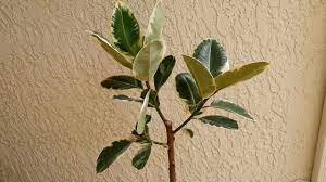 Rubber Tree branched variegated