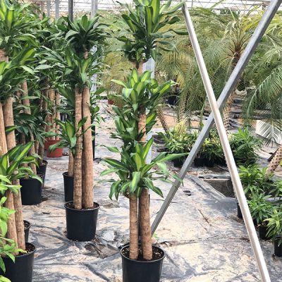 Dracaena Massangeana Tall - image 3