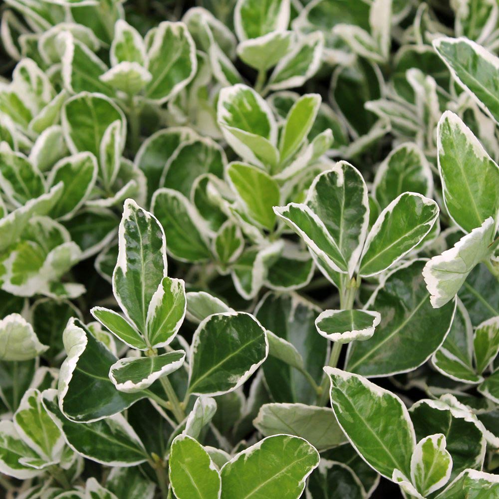 Albomarginatus Spindle Tree