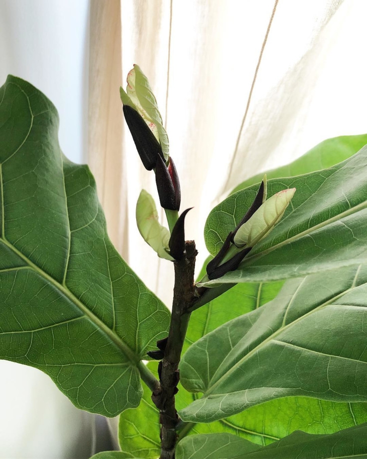 Fiddle-Leaf Fig Branched