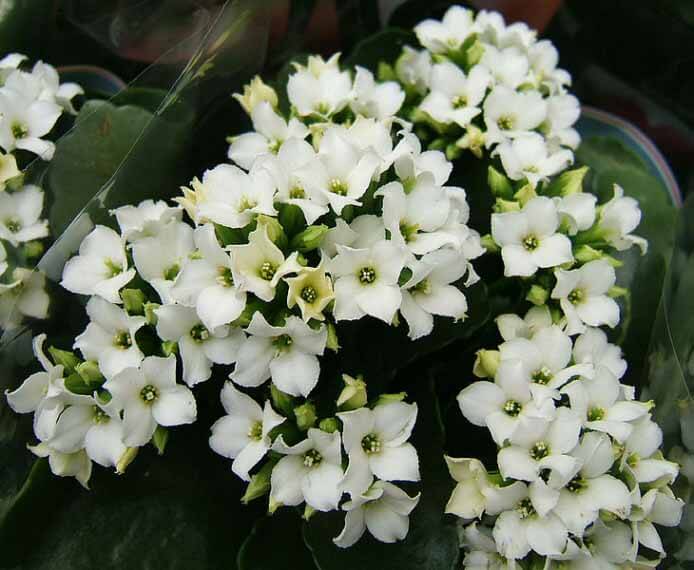 Kalanchoe