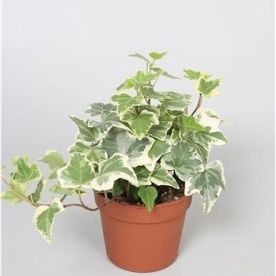 Hedera Helix Variegated
