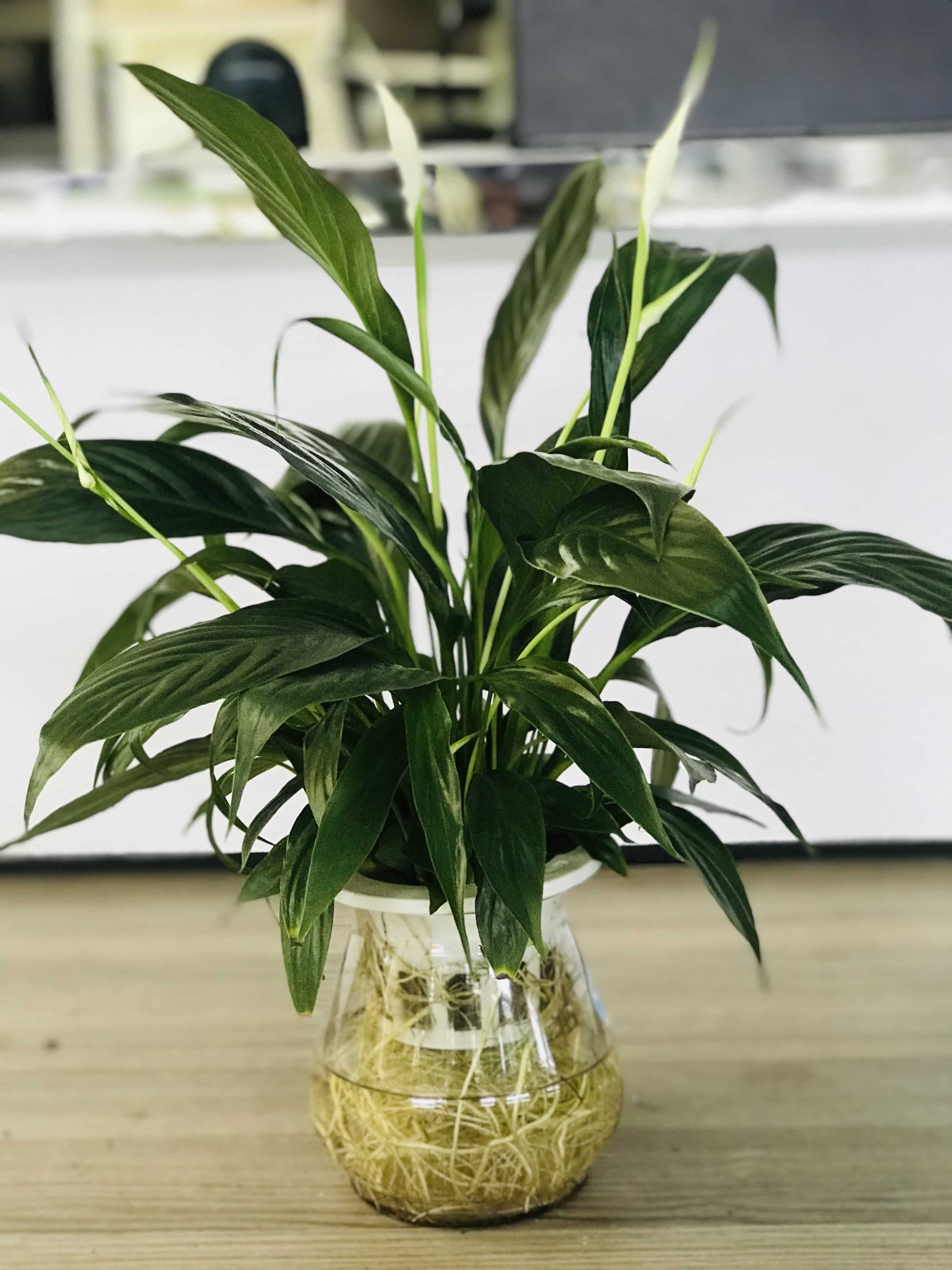 Peace Lily - Self Watering Pot
