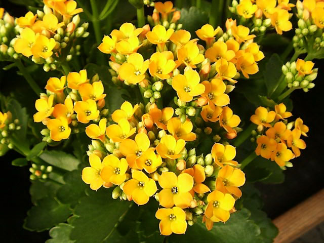 Kalanchoe