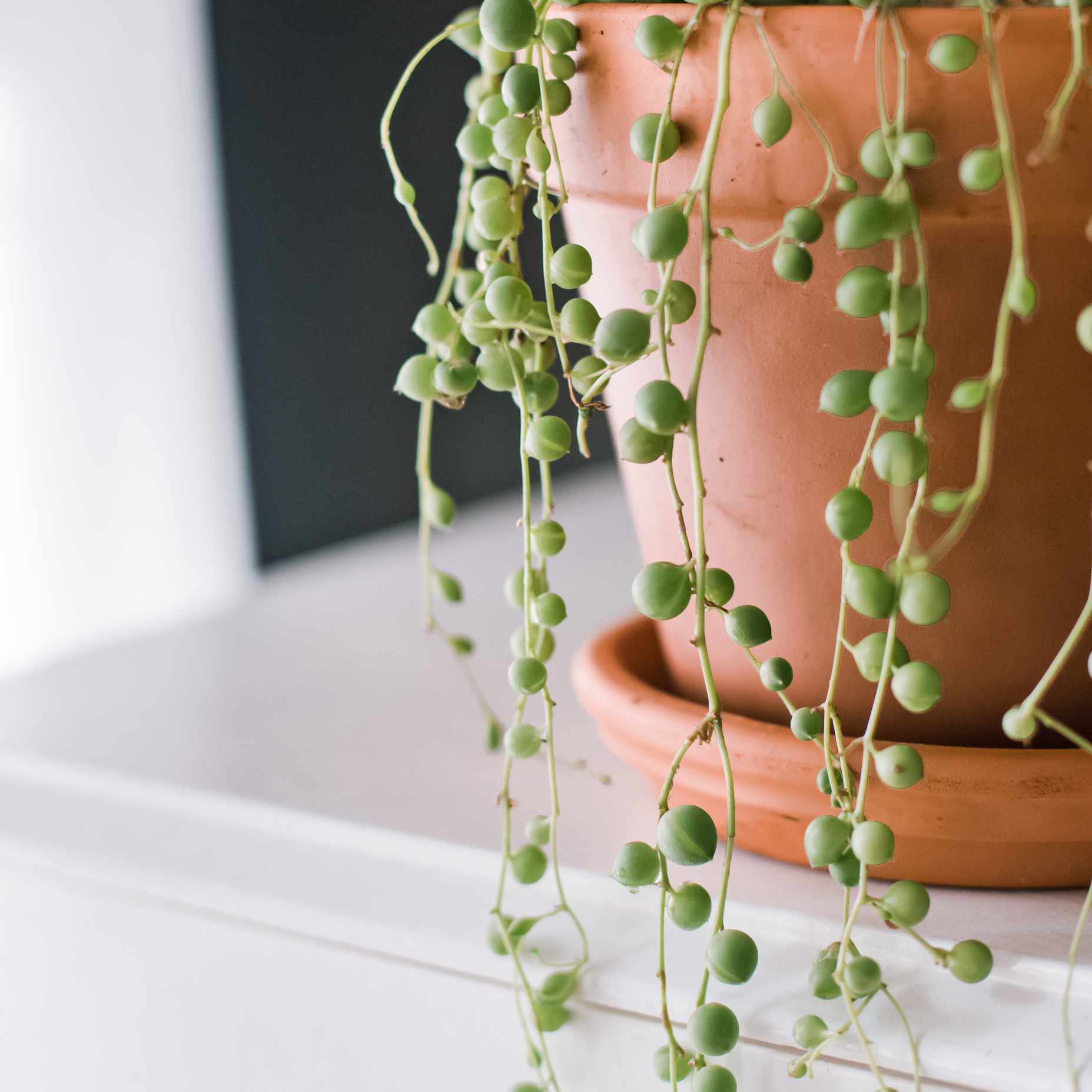 String of Pearls