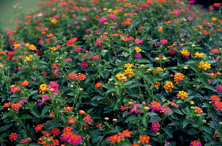 Lantana Mix Color - Lantana Camara - image 3