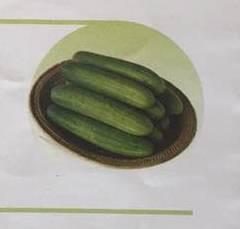 F1 Hybrid Cucumber Seeds