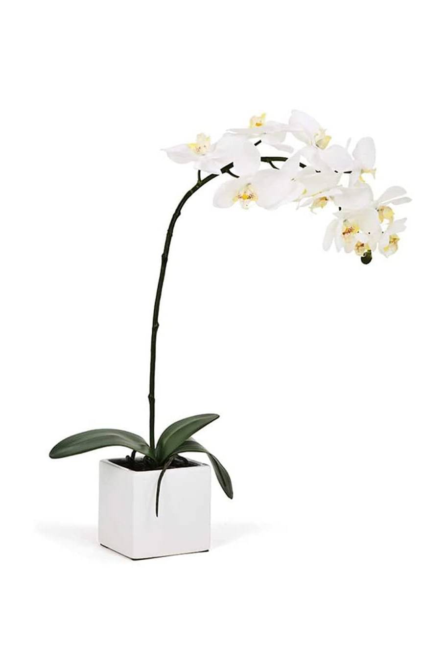 Phalaenopsis (Orchid) Single Stem