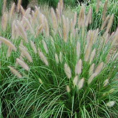 Pennisetum Grass Green Small
