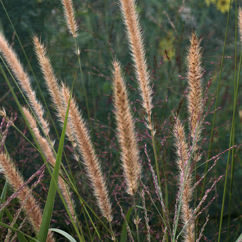 Pennisetum Grass