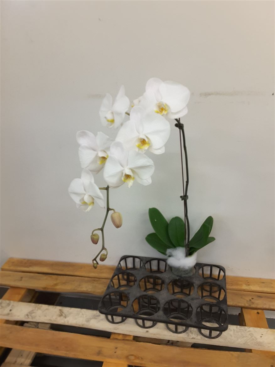 Phalaenopsis Orchid Thailand (Single Stem)