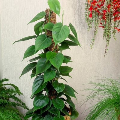 Philodendron Scandens Tall