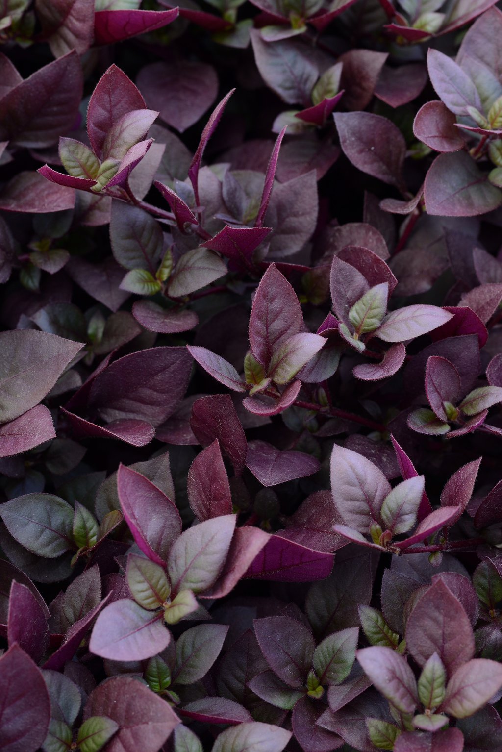 Alternanthera Red