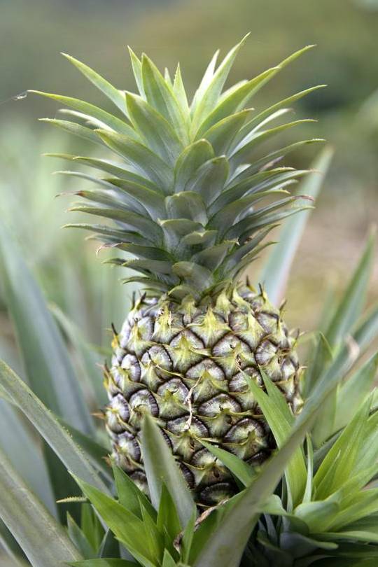 Pineapple - Ananas Comosus