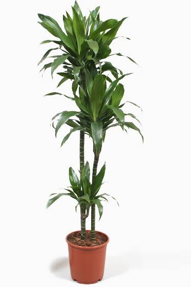 Dracaena Janet Craig