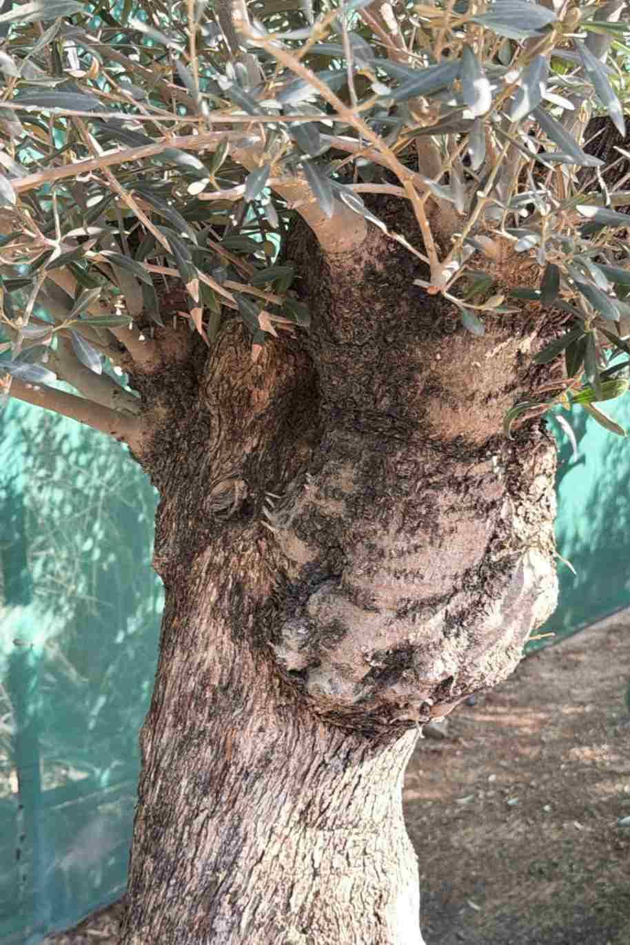 Olea Europea