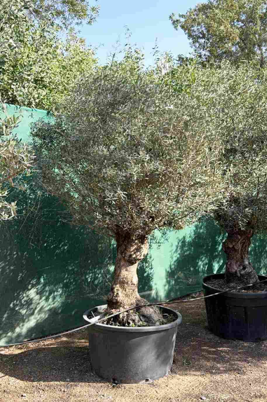 25 Years Old Olive Tree