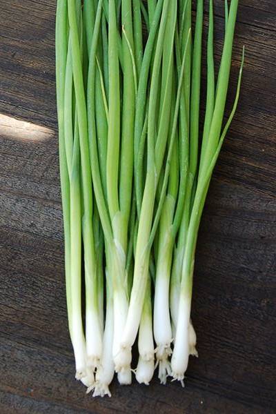 White Bunching Onion Seeds