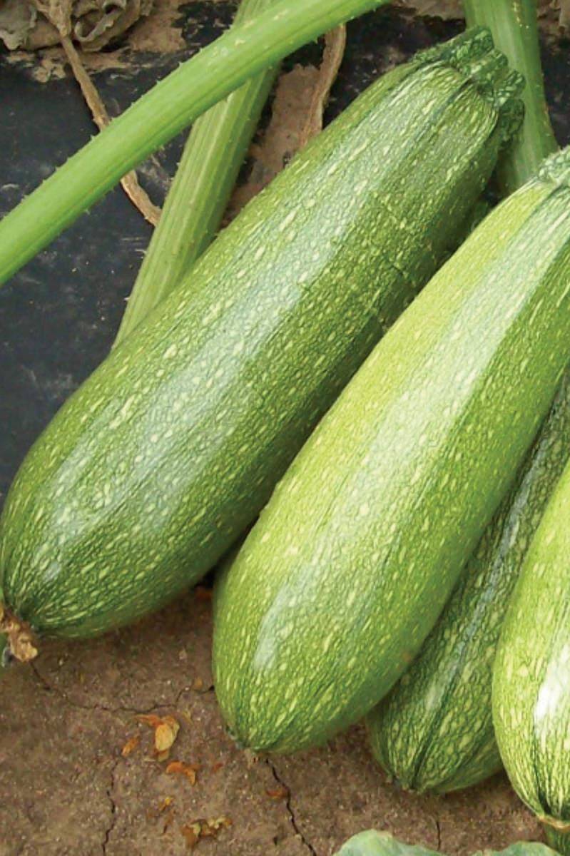 Summer Squash Hybrid Seeds - PS Seeds