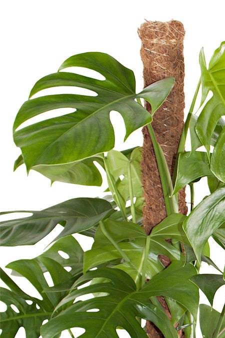 Monstera Pertusum - Monstera Pertusum - image 2