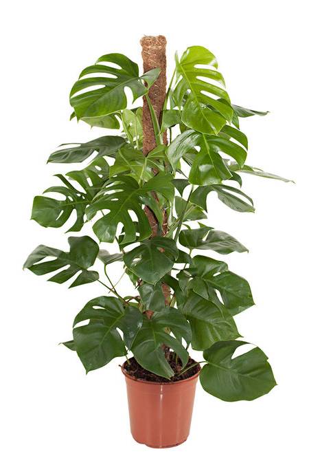 Monstera Pertusum - Monstera Pertusum - image 3