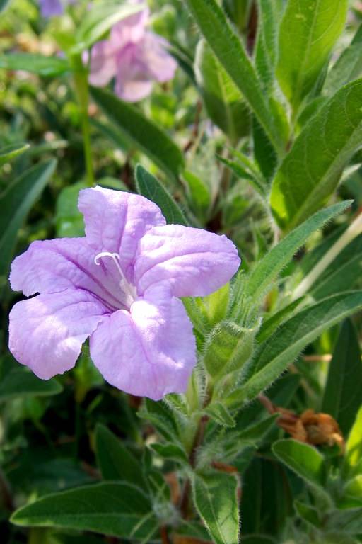 Ruellia Small