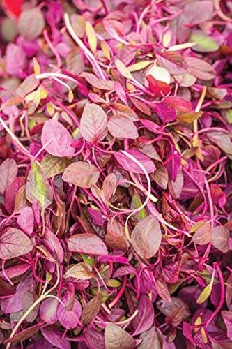 Spinach Red Seeds Amaranthus Sada