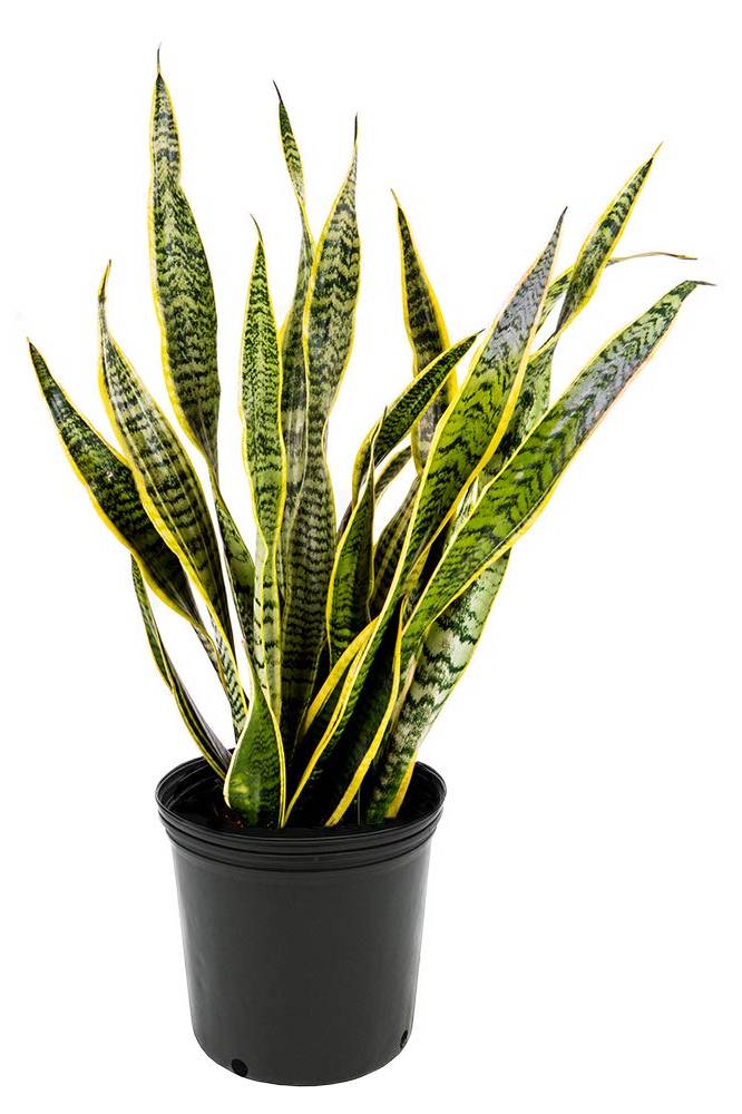 Snake Plant (Outdoor)