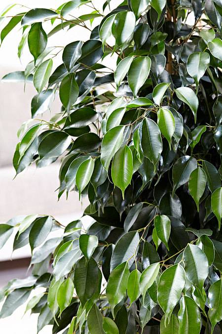 Ficus Benjamina UAE