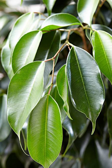Ficus Benjamina UAE