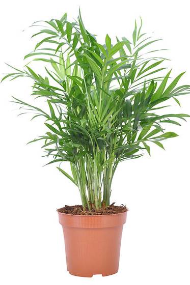 Bamboo Palm