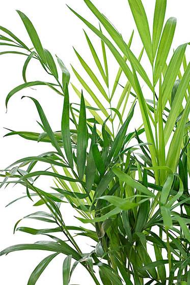 Bamboo Palm Self Watering