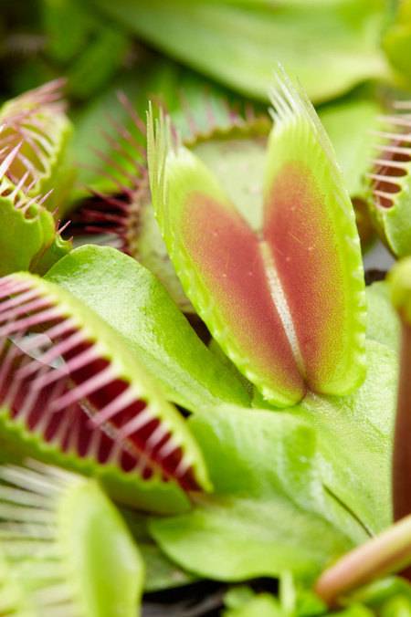 Venus Fly Trap
