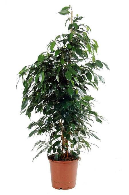 Ficus Benjamina UAE