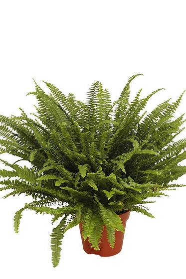 Boston Fern
