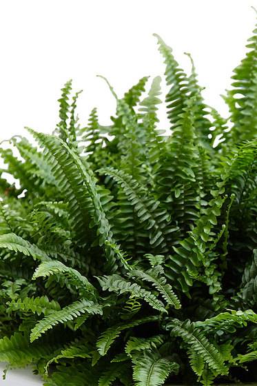 Boston Fern
