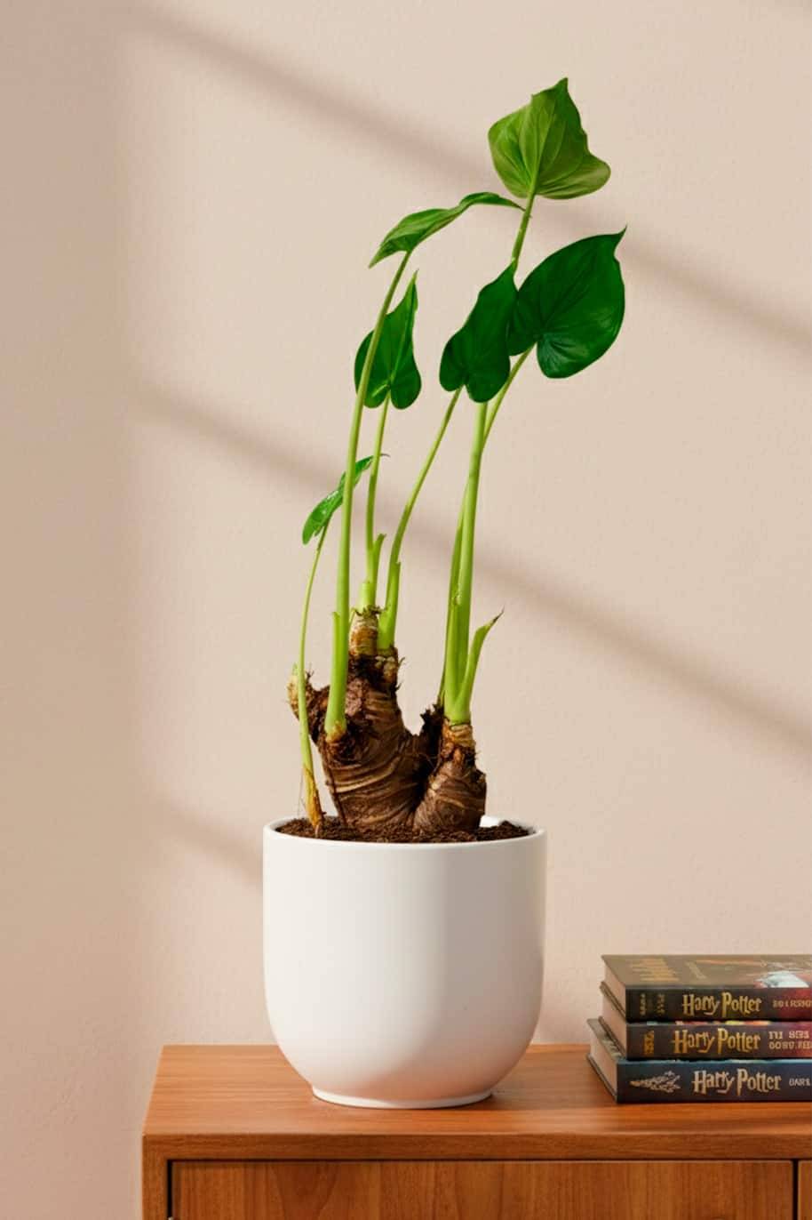 Alocasia Chinese Taro