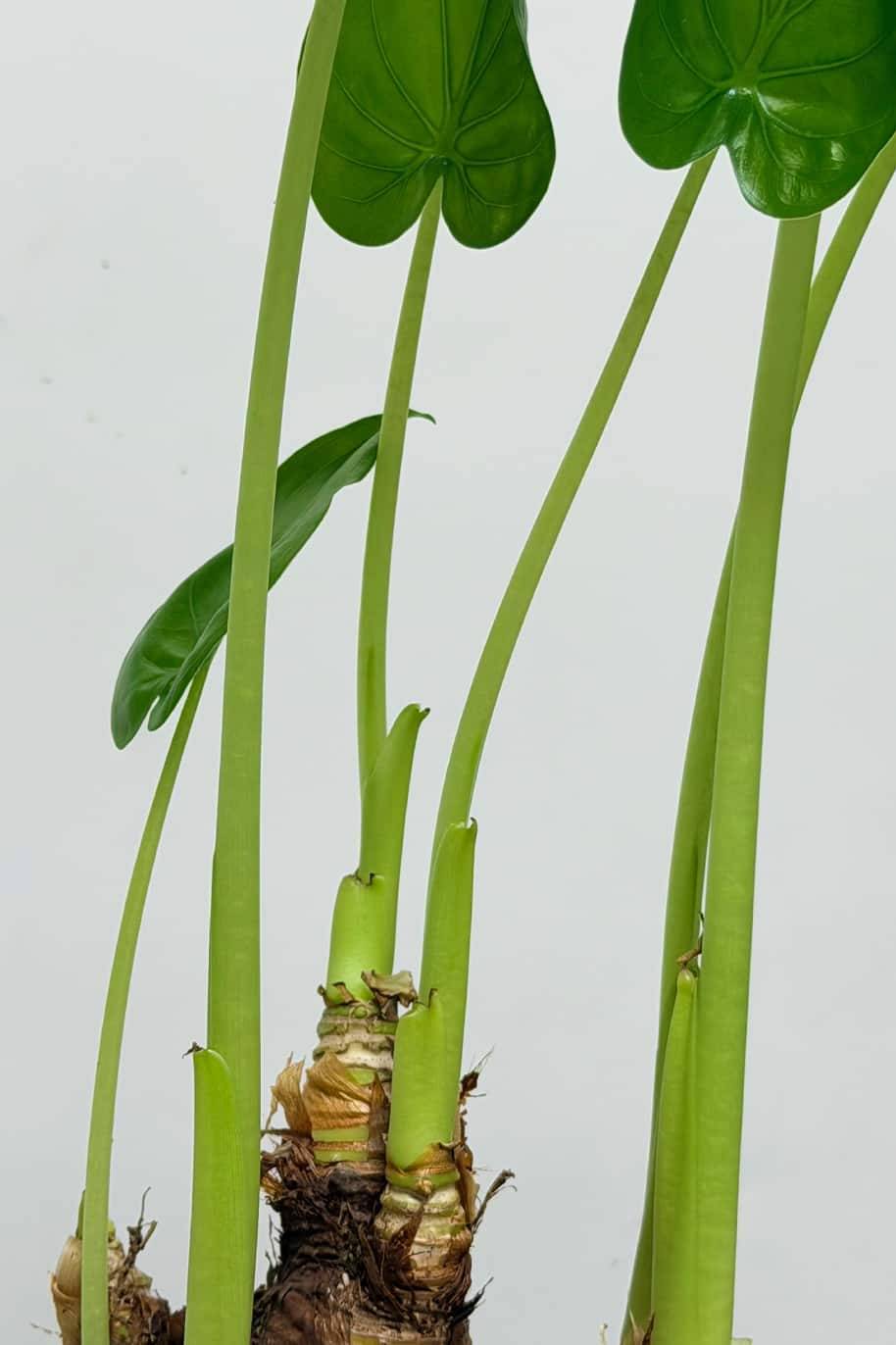 Alocasia