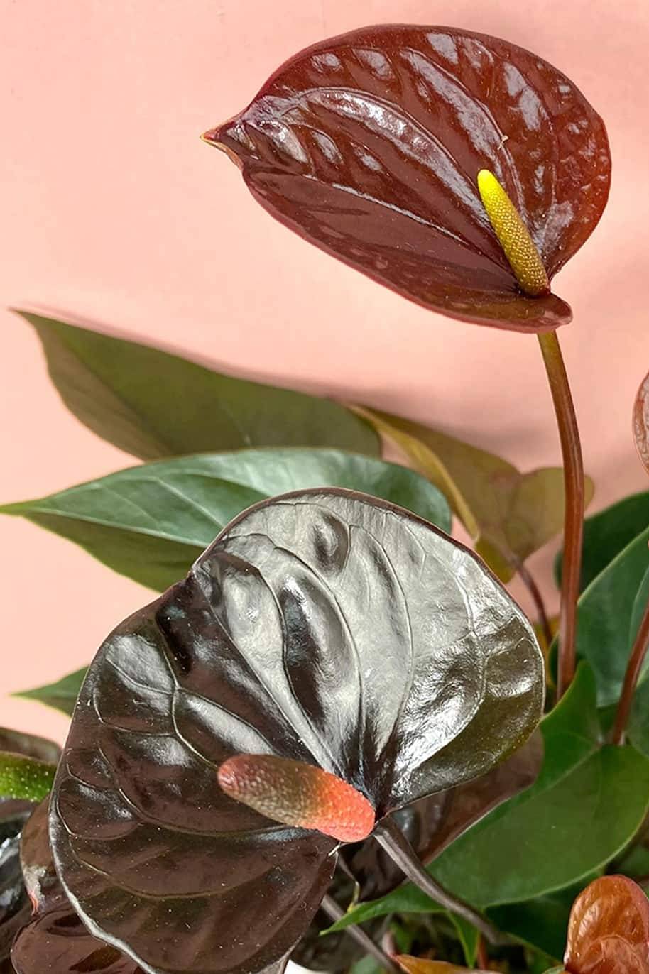 Anthurium Andreanum Sierra