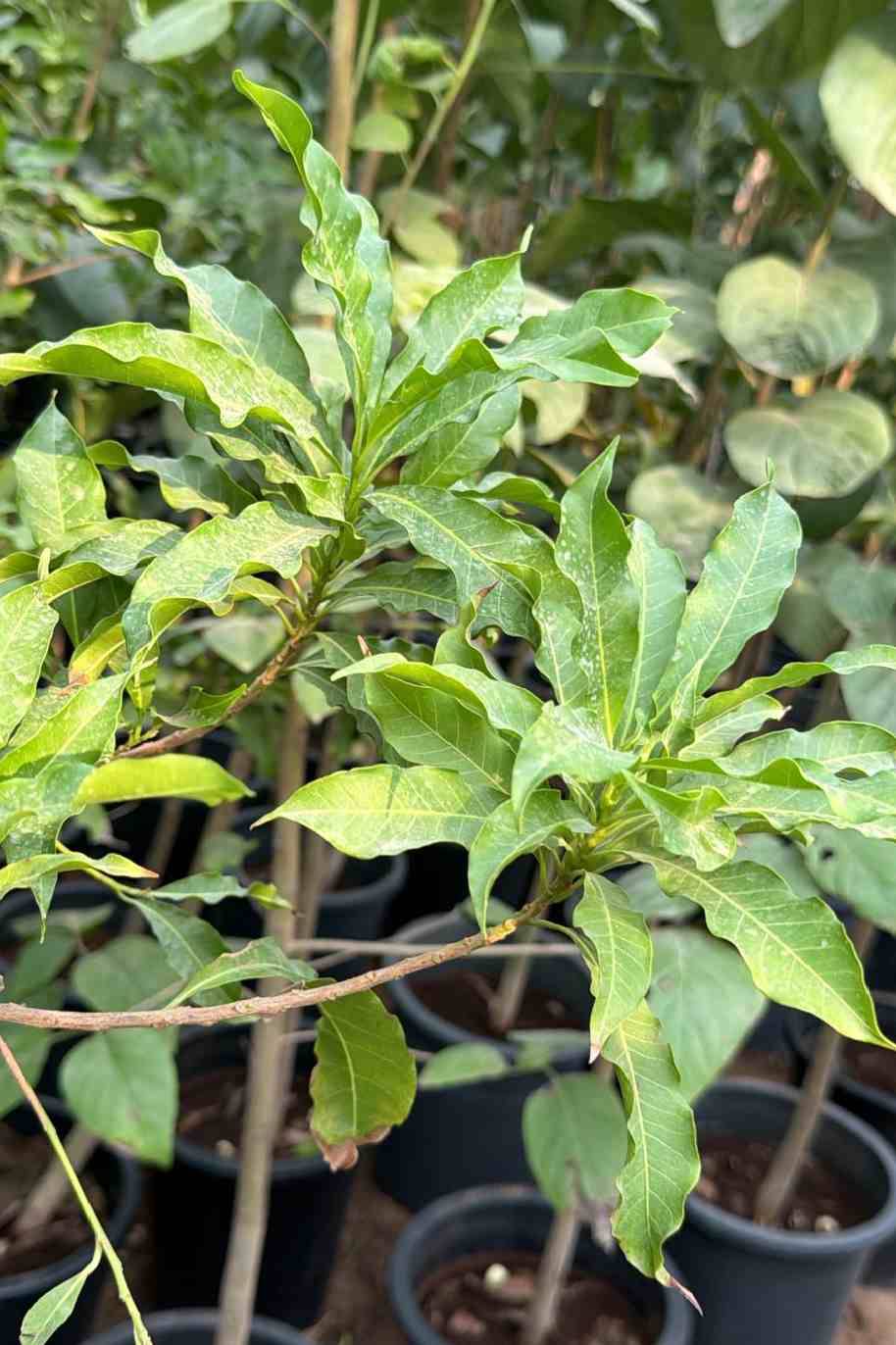 Abiu Tree