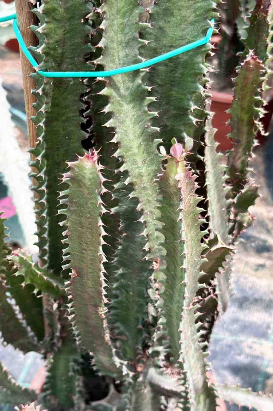 African Cathedral Cactus - Euphorbia Trigona Rubra - image 3