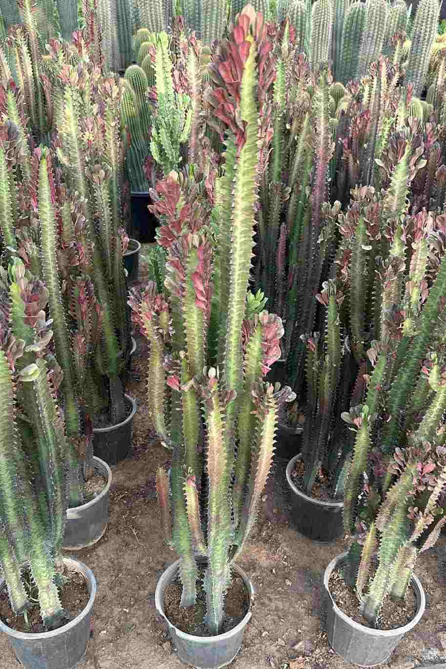 African Cathedral Cactus - Euphorbia Trigona Rubra