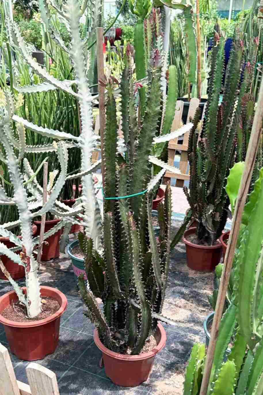 African Cathedral Cactus - Euphorbia Trigona Rubra - image 2