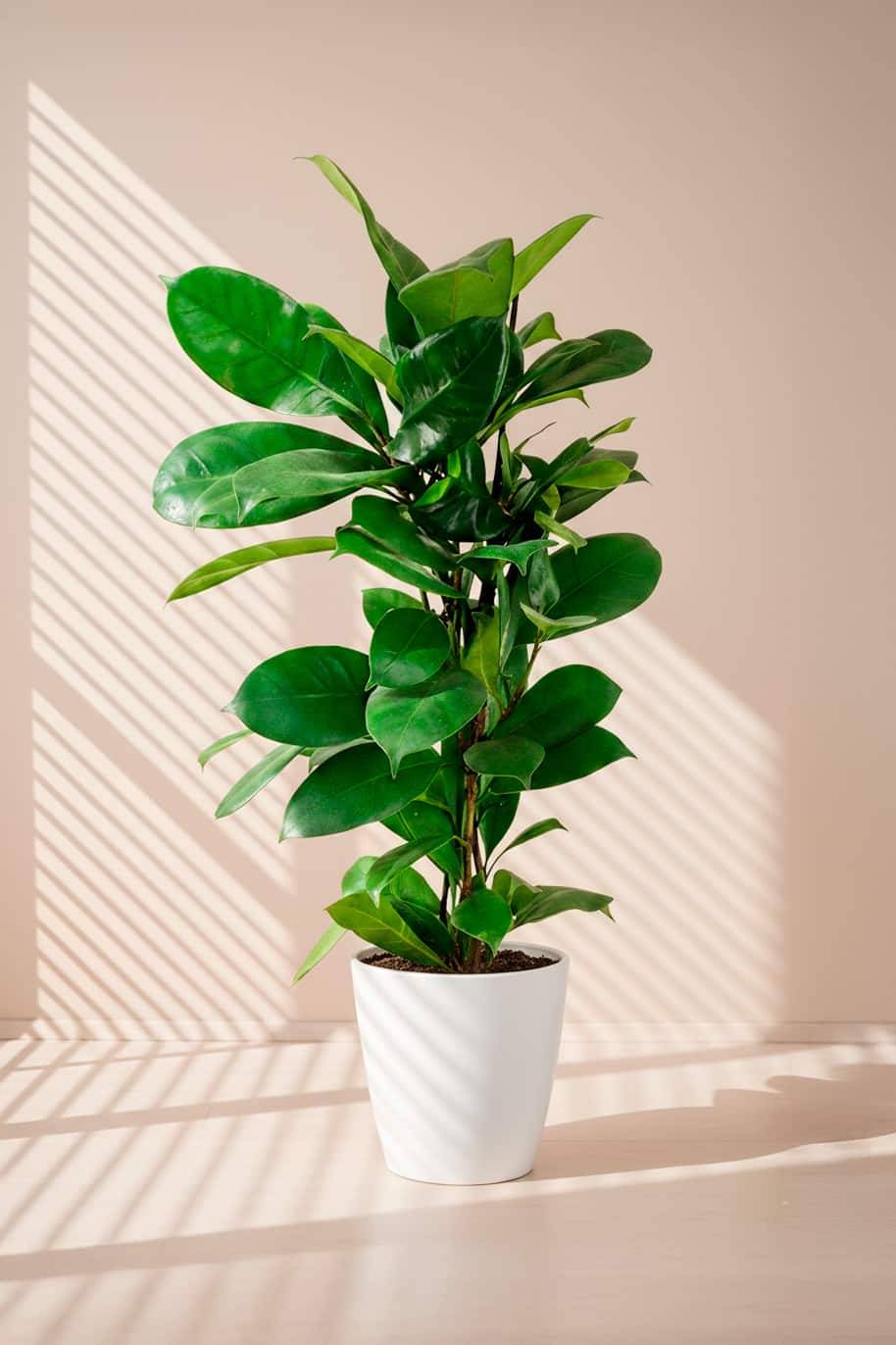 African Fig