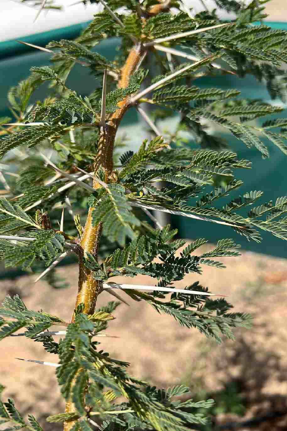 African Thorn Acacia