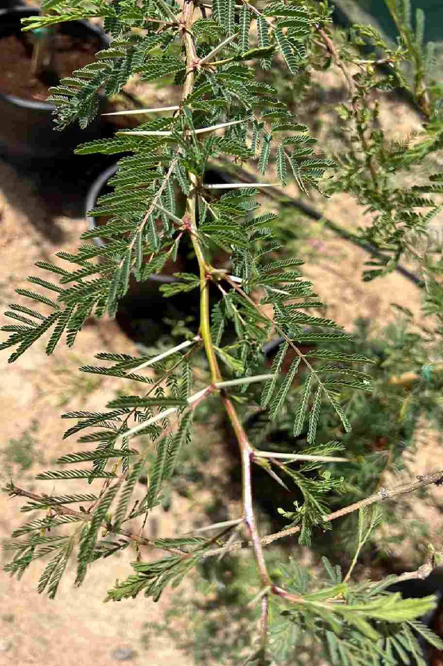 African Thorn Acacia