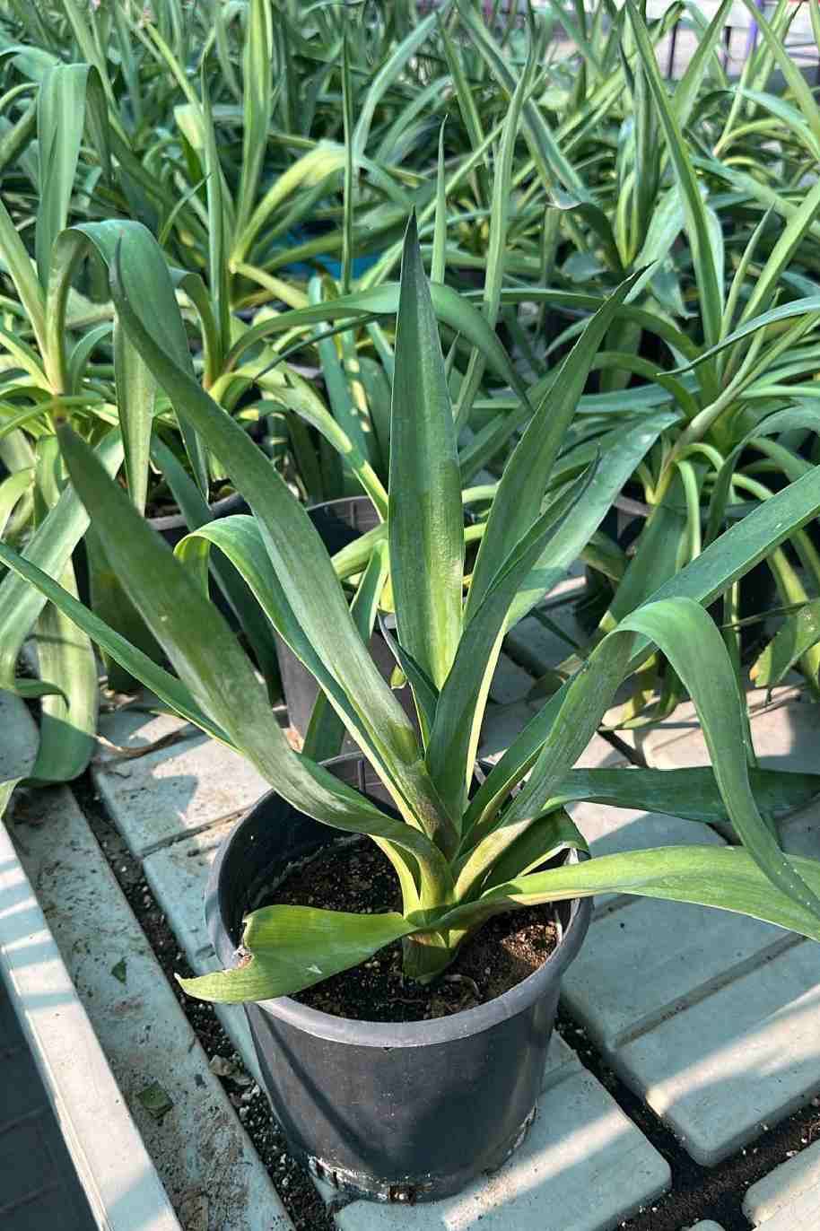Agave Attenuata Small