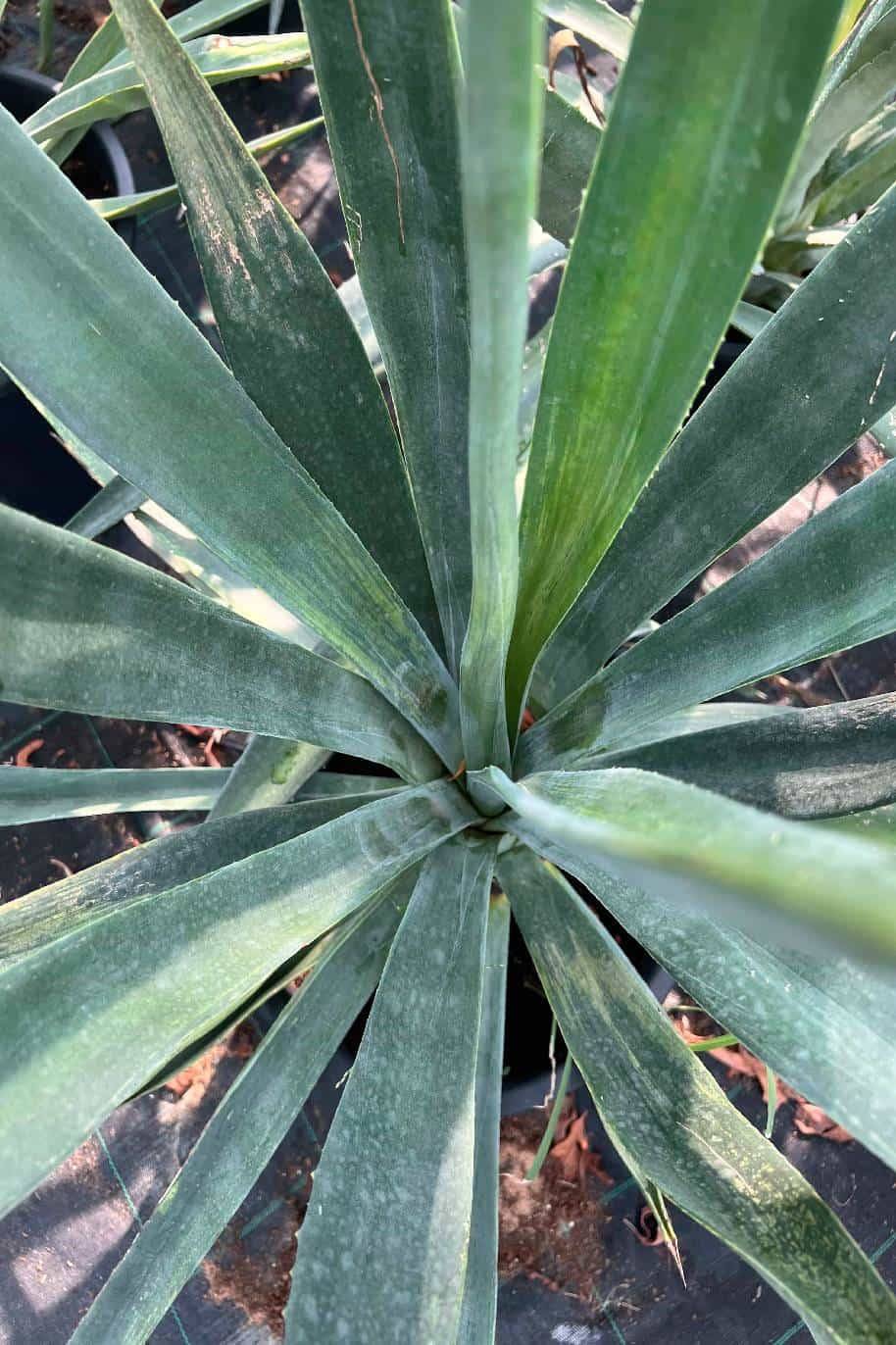 Agave Blue Star