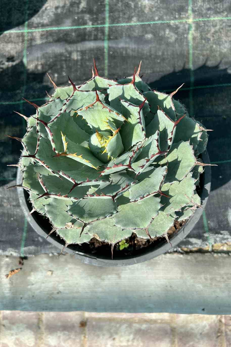 Butterfly Agave - Agave Potatorum - image 2