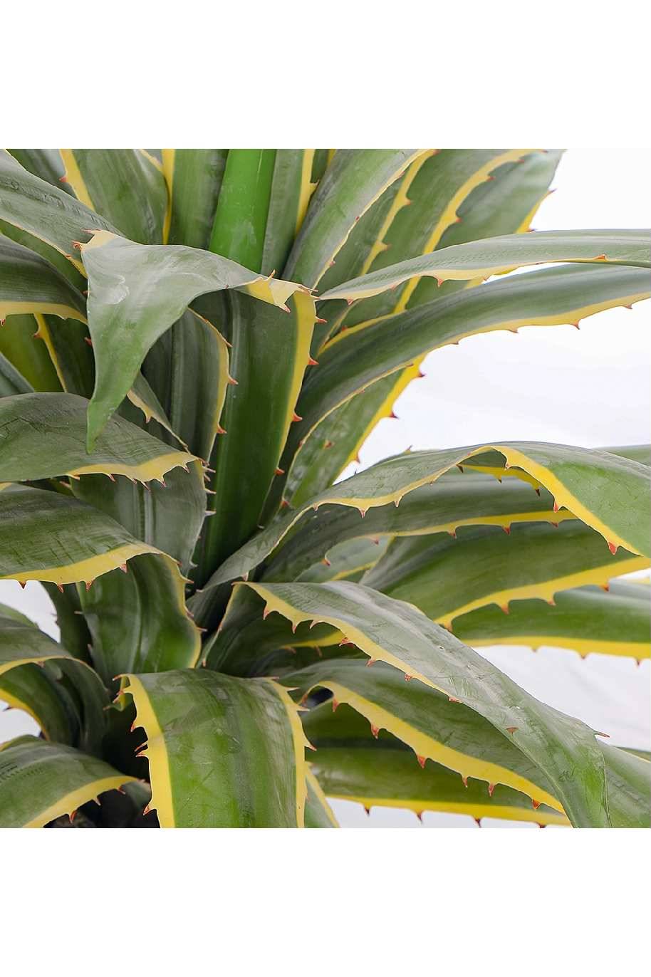 Agave Varigated Artificial